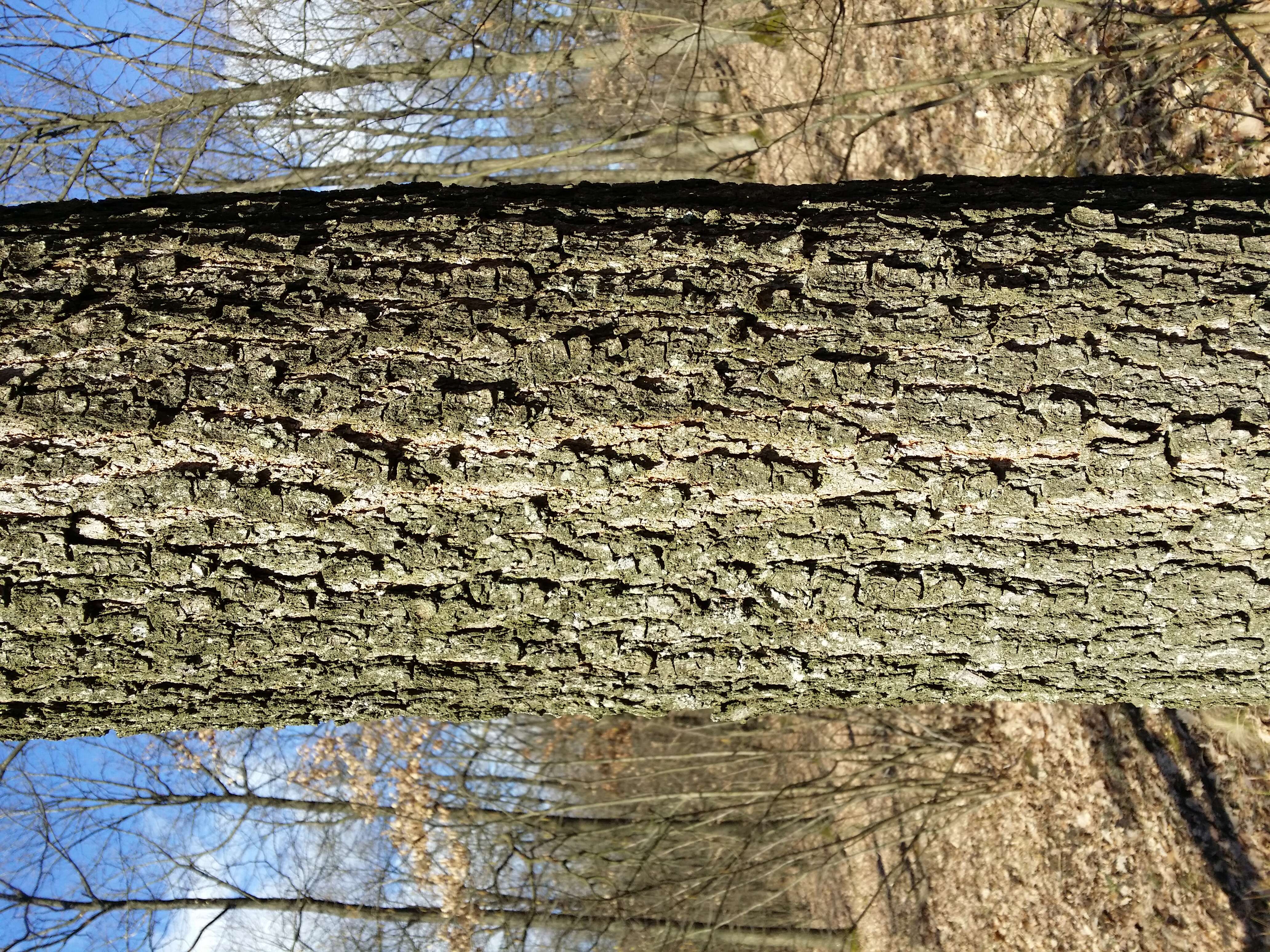 Image of sessile oak, durmast oak
