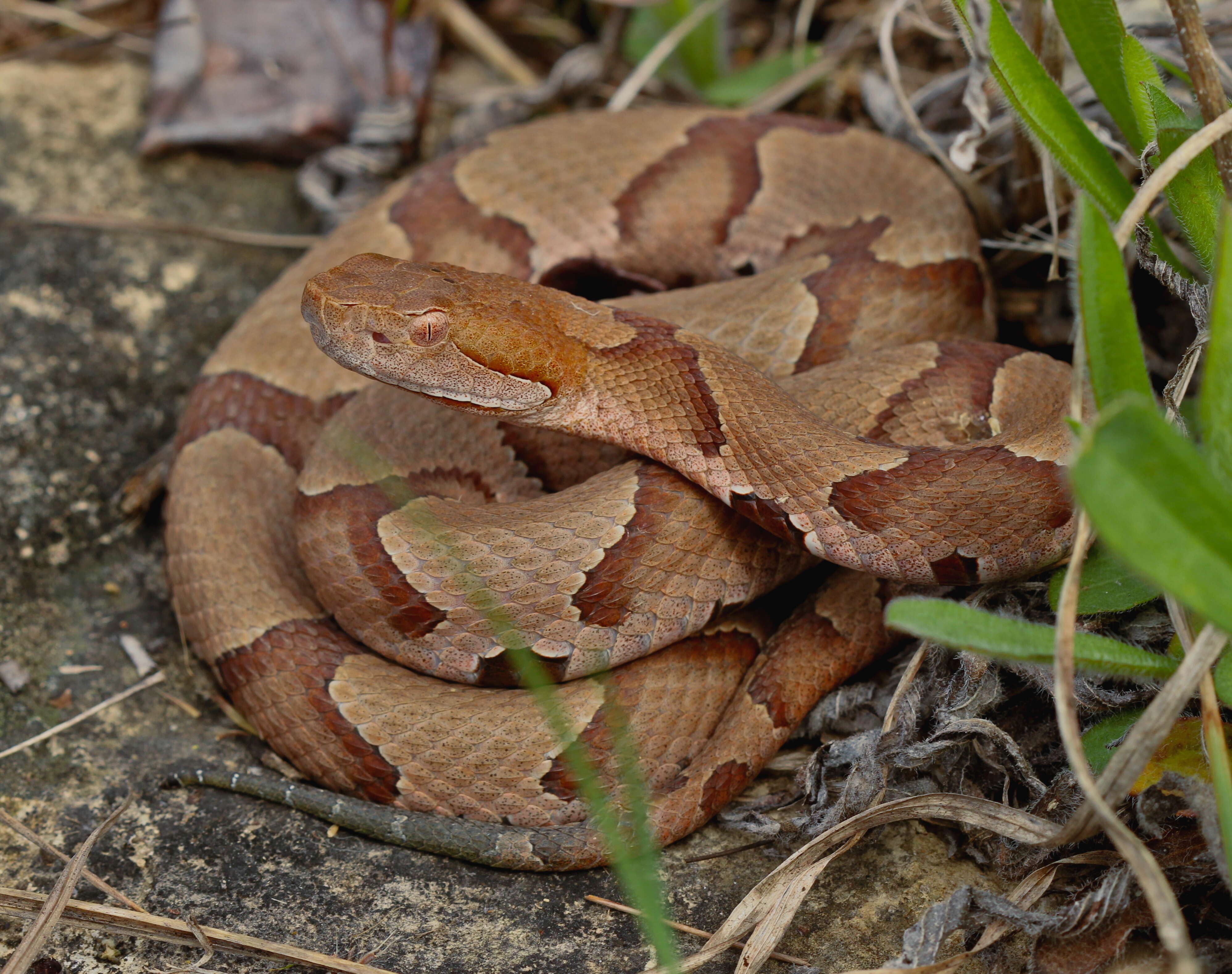 Image of Copperhead