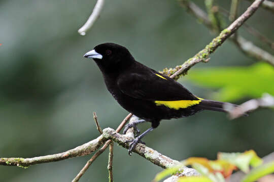 Image of Lemon-rumped Tanager