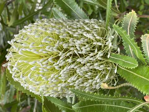 Image of Banksia aemula R. Br.