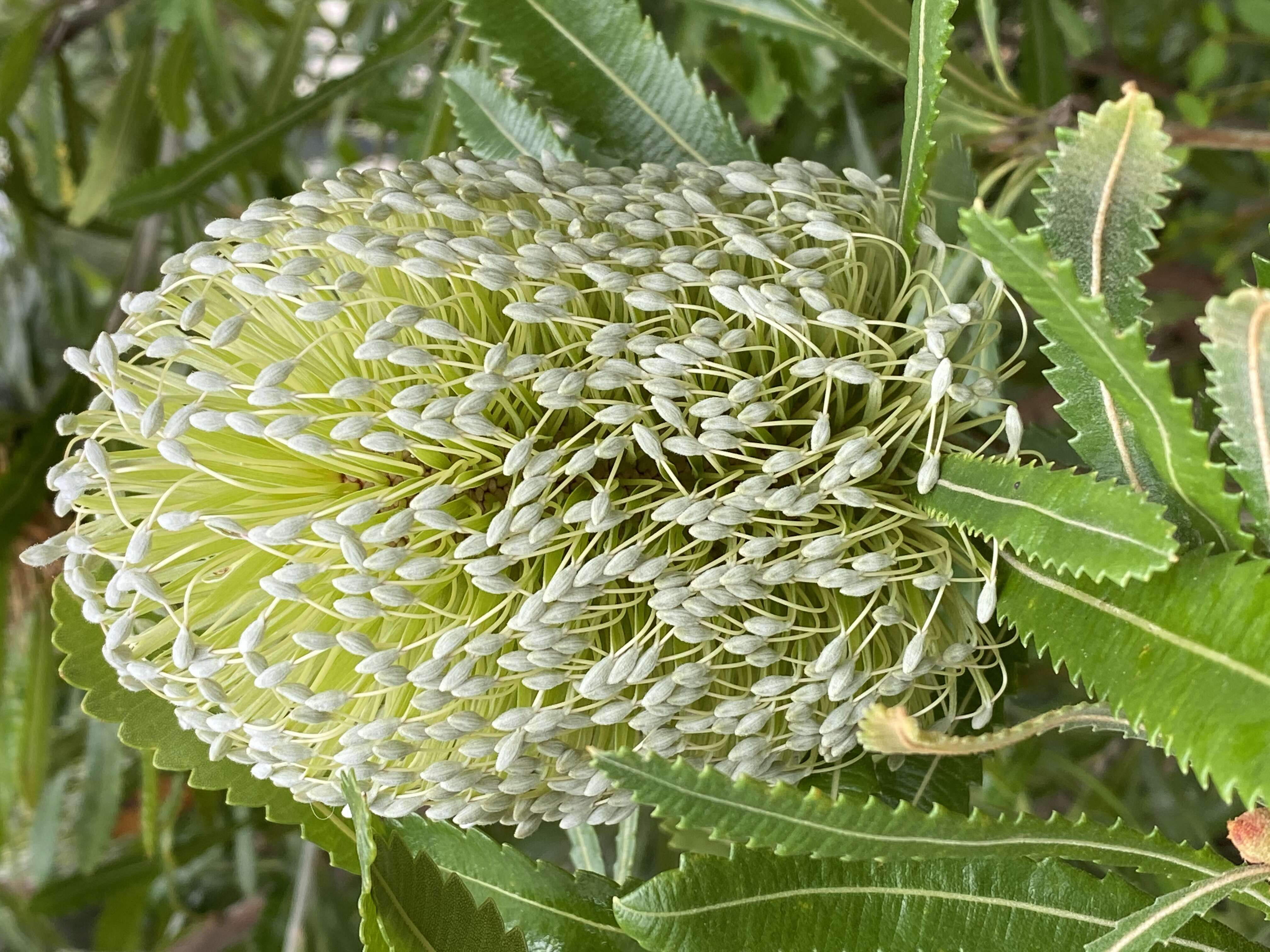 Image of Banksia aemula R. Br.