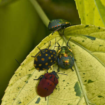 Image of Pachycoris