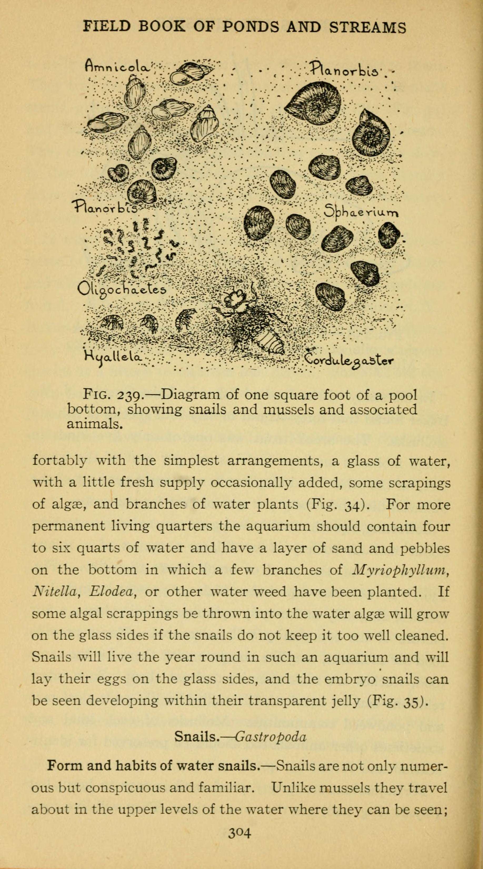 Image of Planorbis O. F. Müller 1773