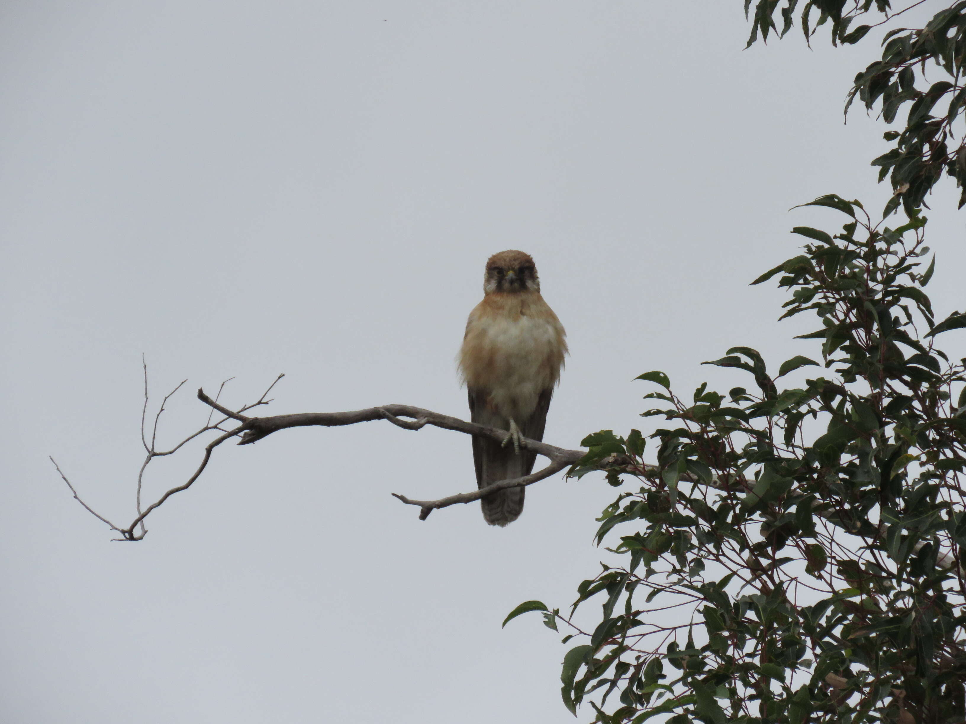 Image of Brown Falcon