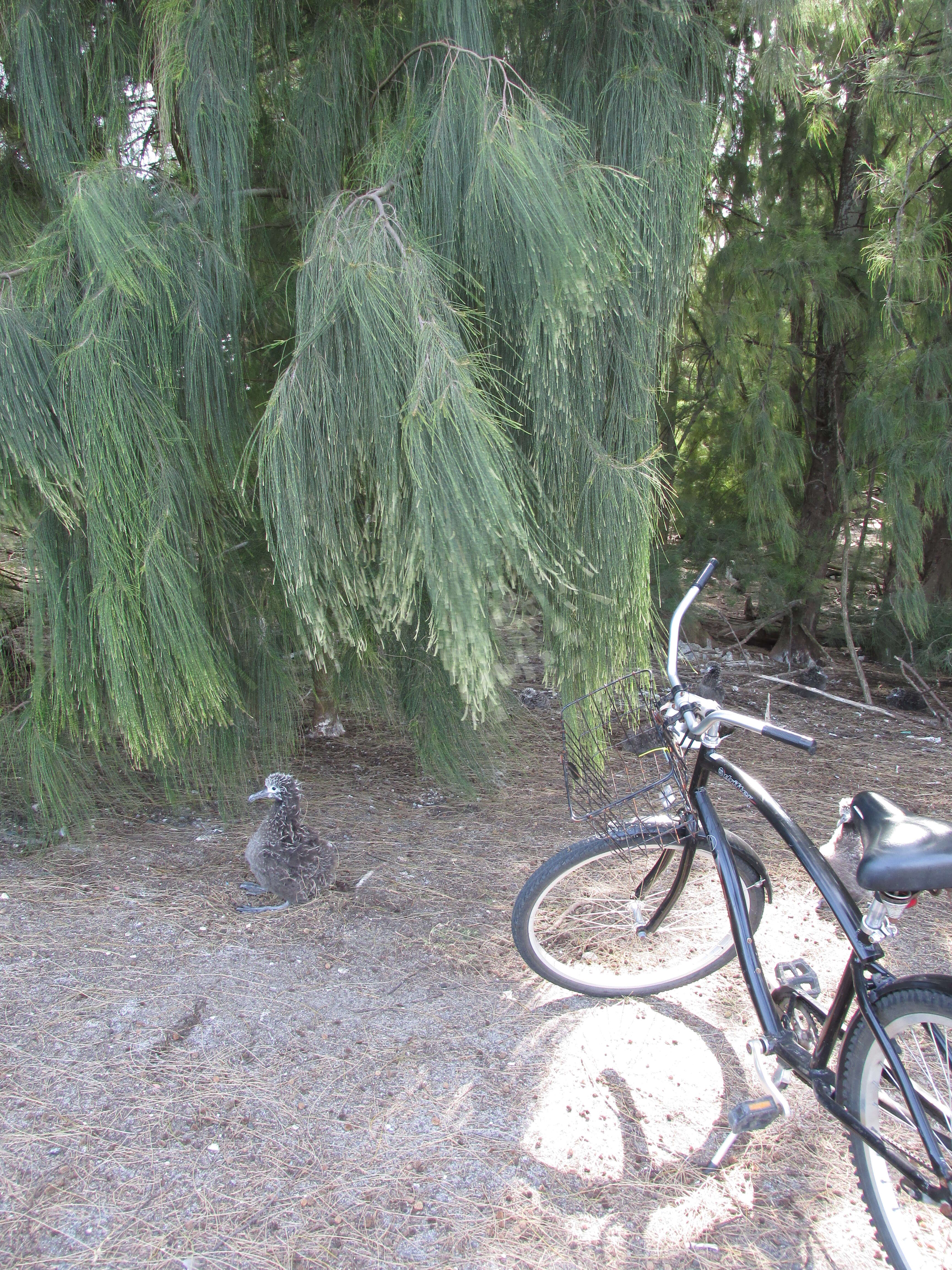 Image of gray sheoak