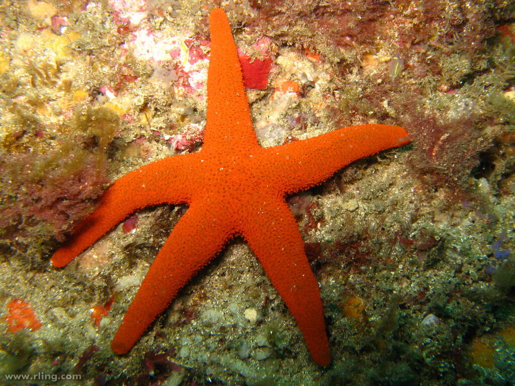 Image of Fromia polypora H. L. Clark 1916