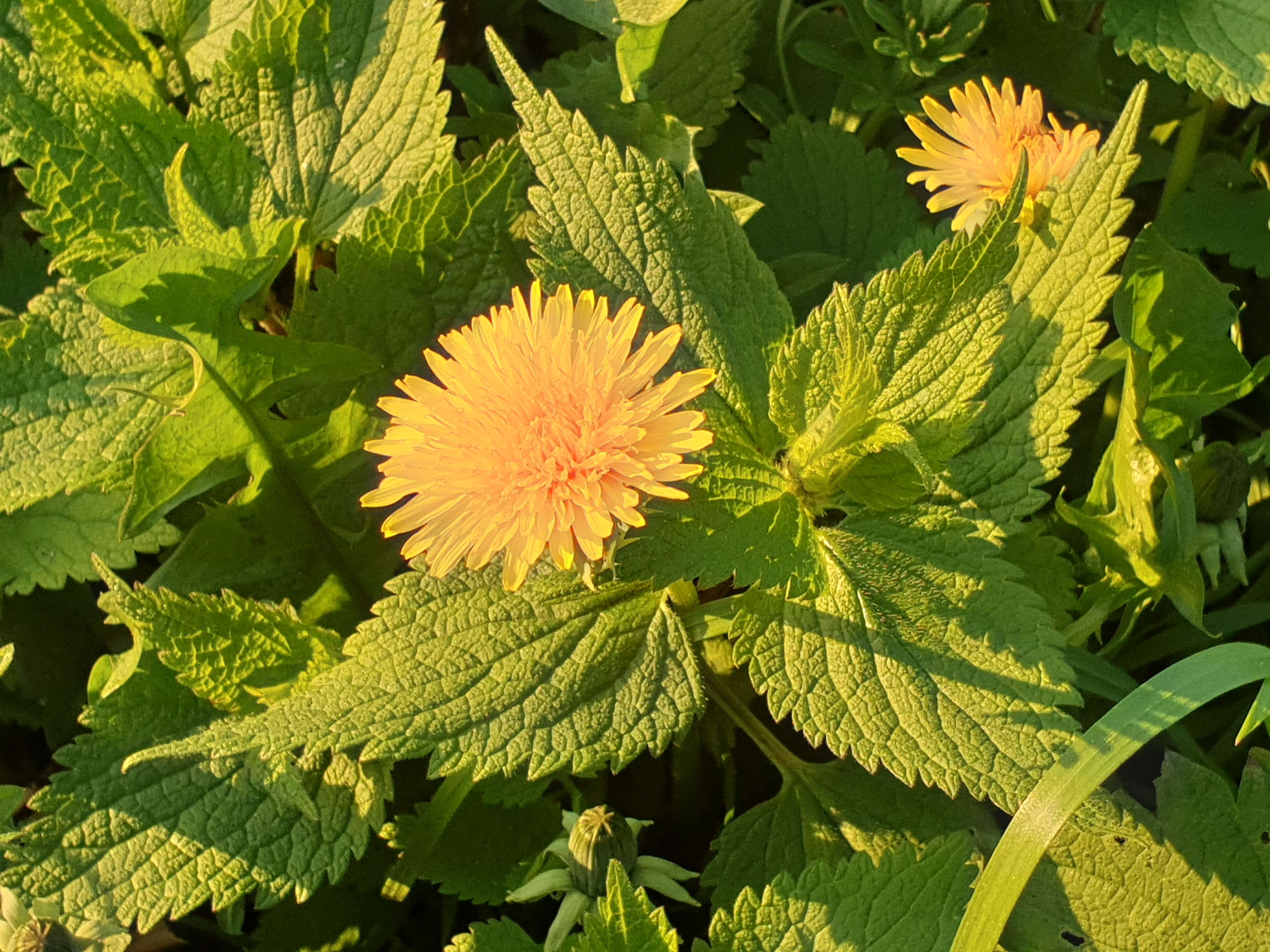 Image of Common Dandelion