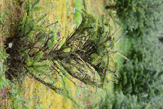 Image of Balsam Woolly Adelgid