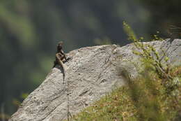 Image of Kashmir Rock Agama