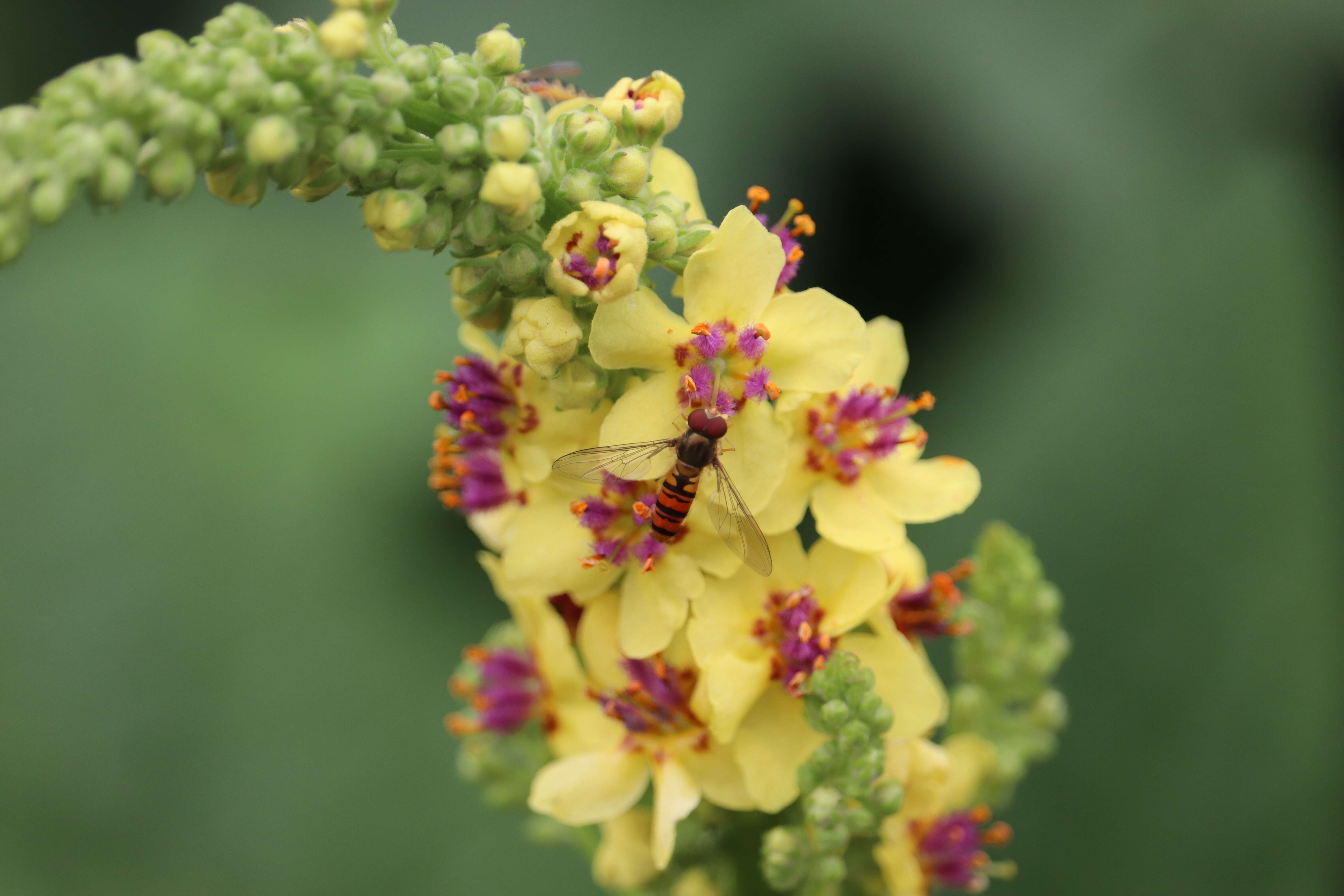 Verbascum nigrum L. resmi