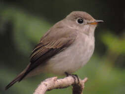 Image of Asian Brown Flycatcher