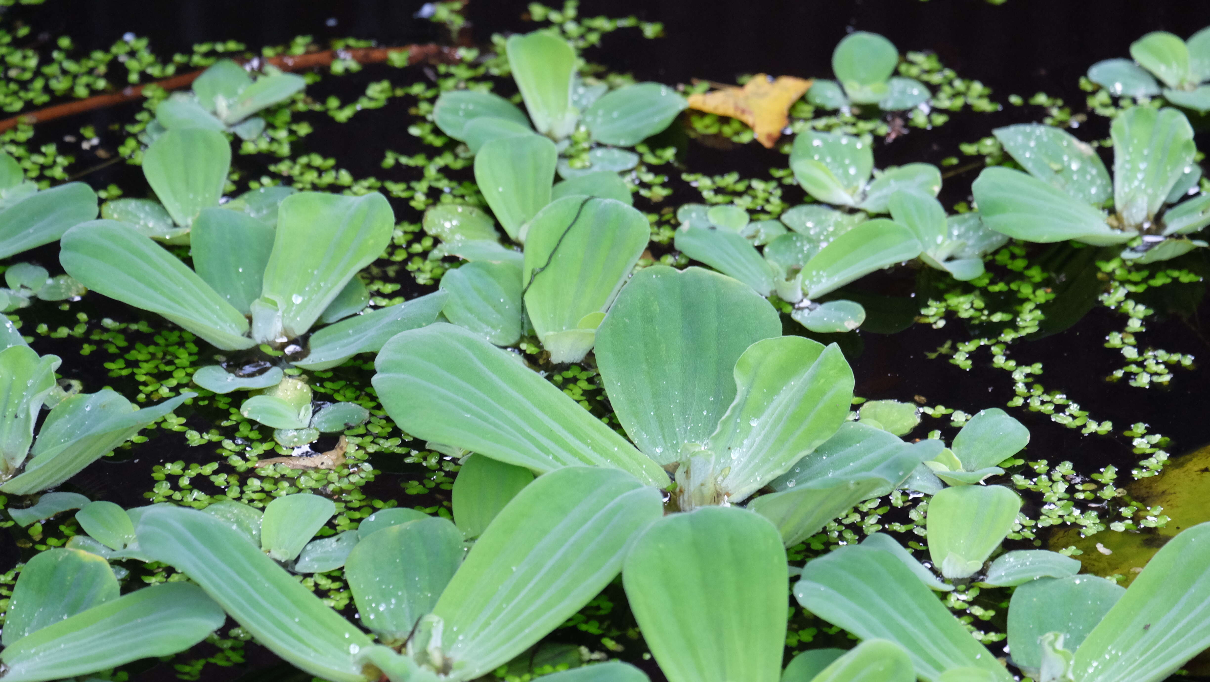 Image of pistia