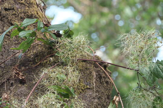 Image of Clematis javana DC.