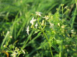 Image of White bedstraw