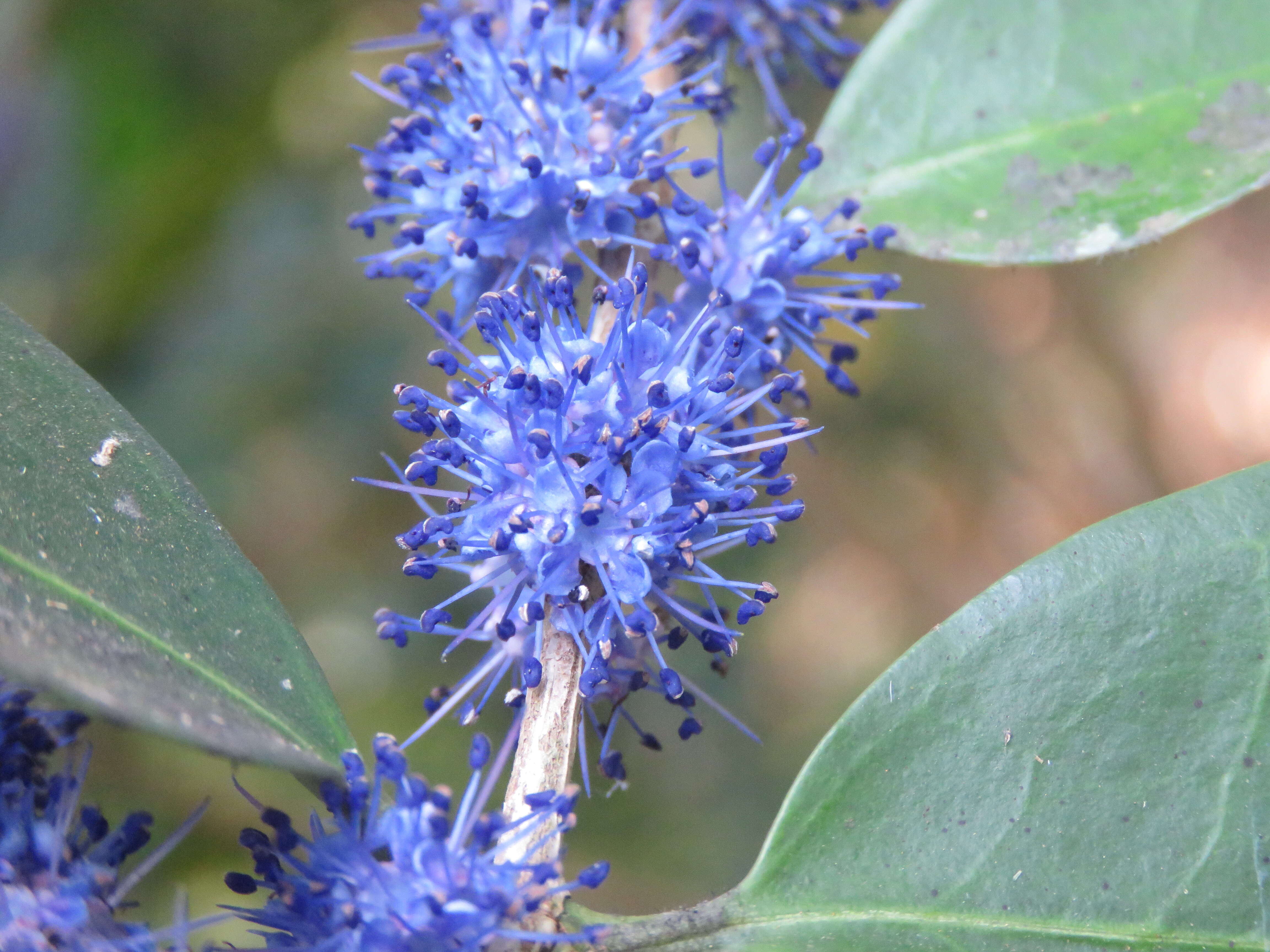 Слика од Memecylon umbellatum Burm. fil.