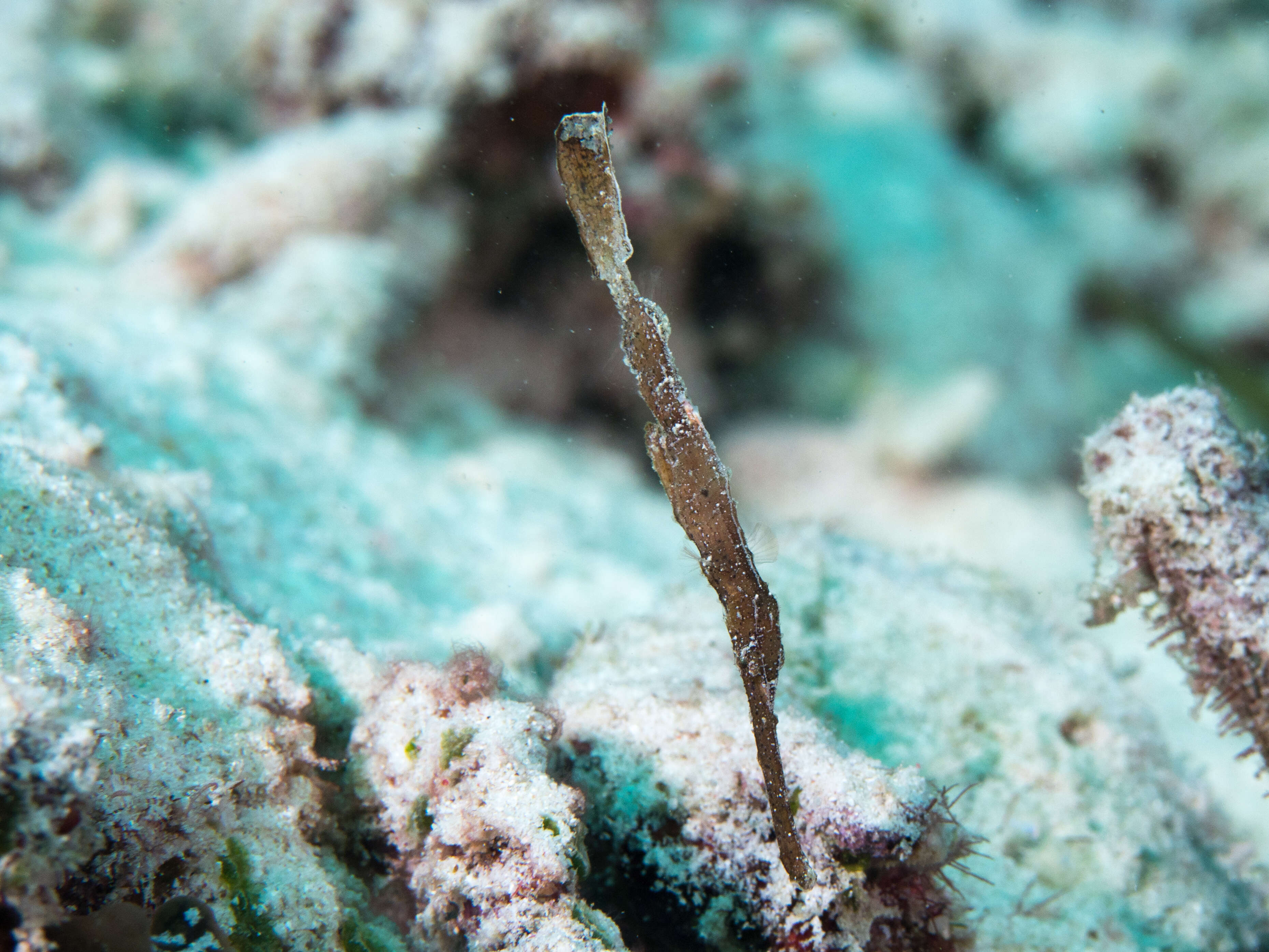 Image of Ghost pipefish