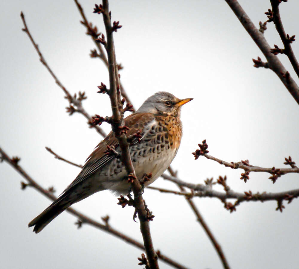 Image of Fieldfare