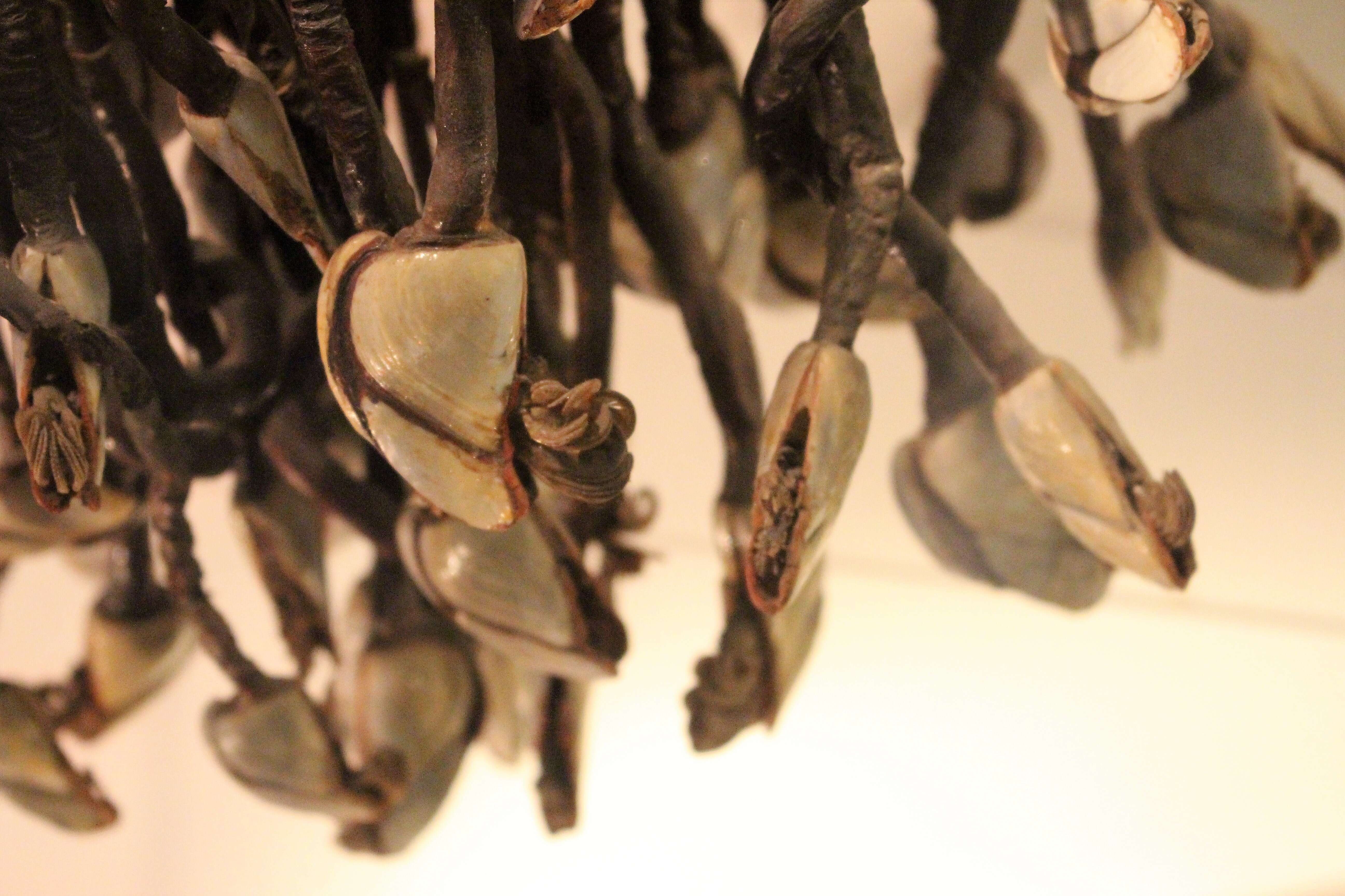 Image of Goose barnacle