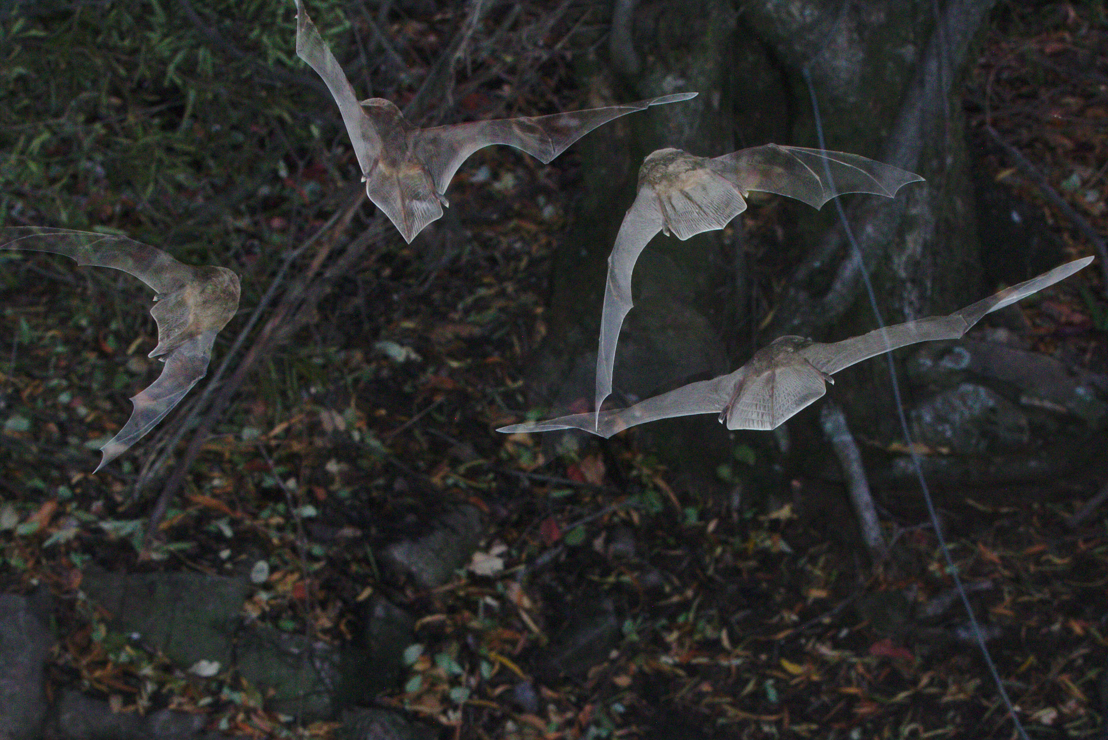 Image of Natal Long-fingered Bat