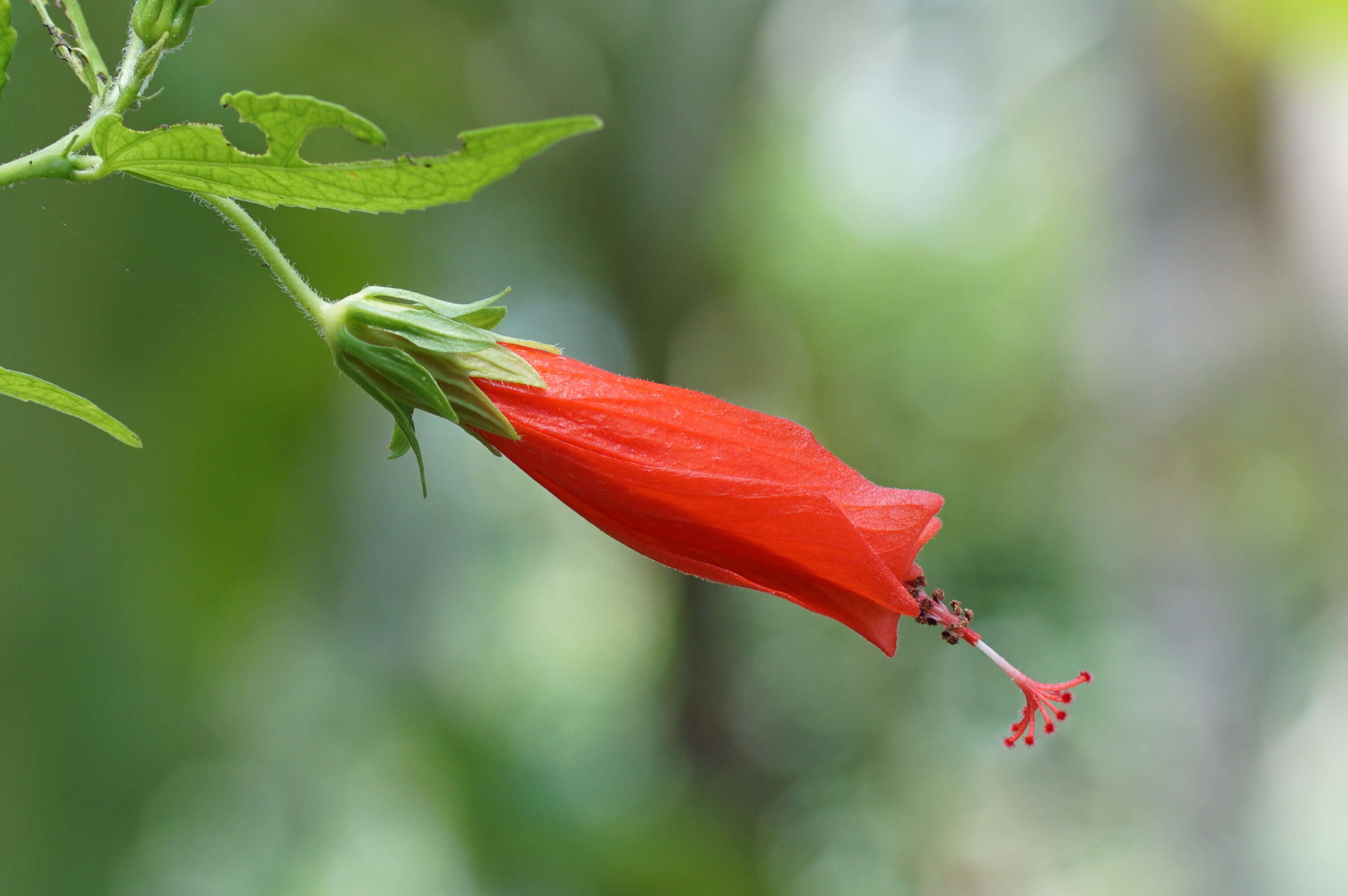 Image de Malvaviscus arboreus Cav.