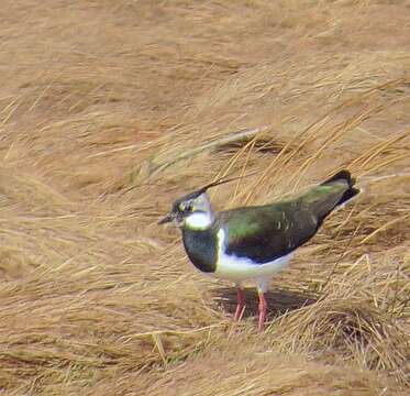 Image of Lapwing