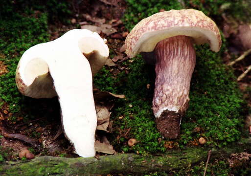 Image of Boletus violaceofuscus W. F. Chiu 1948