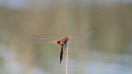 Image of Common Glider