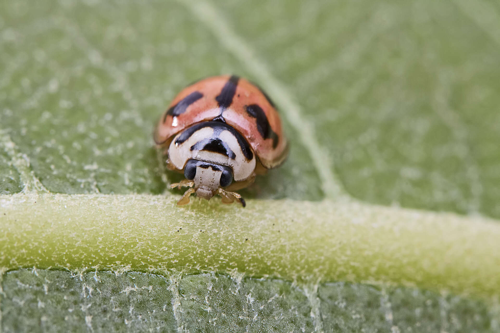 Image of Six-spotted Zigzag Ladybird