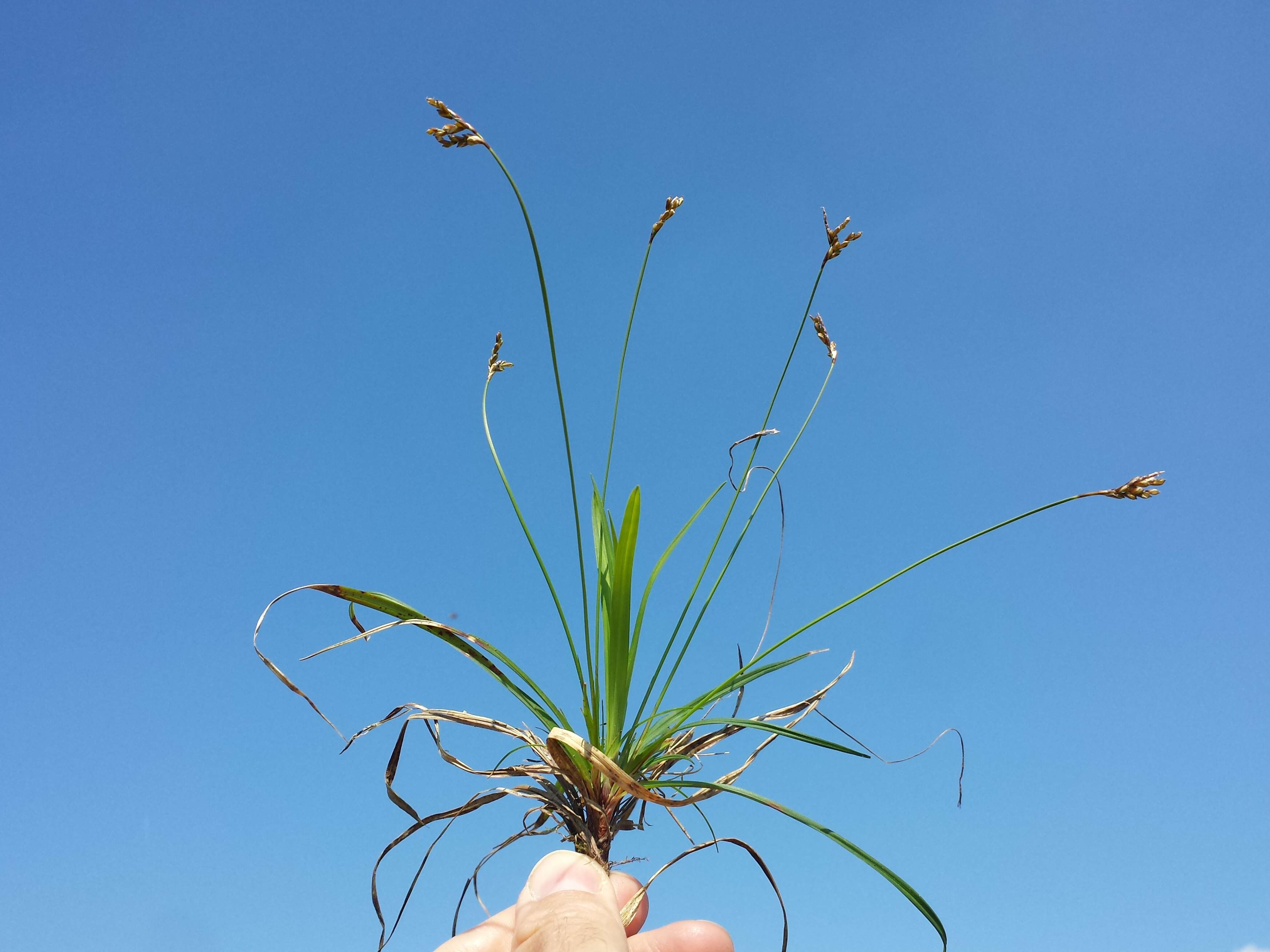 Image of Carex ornithopoda Willd.