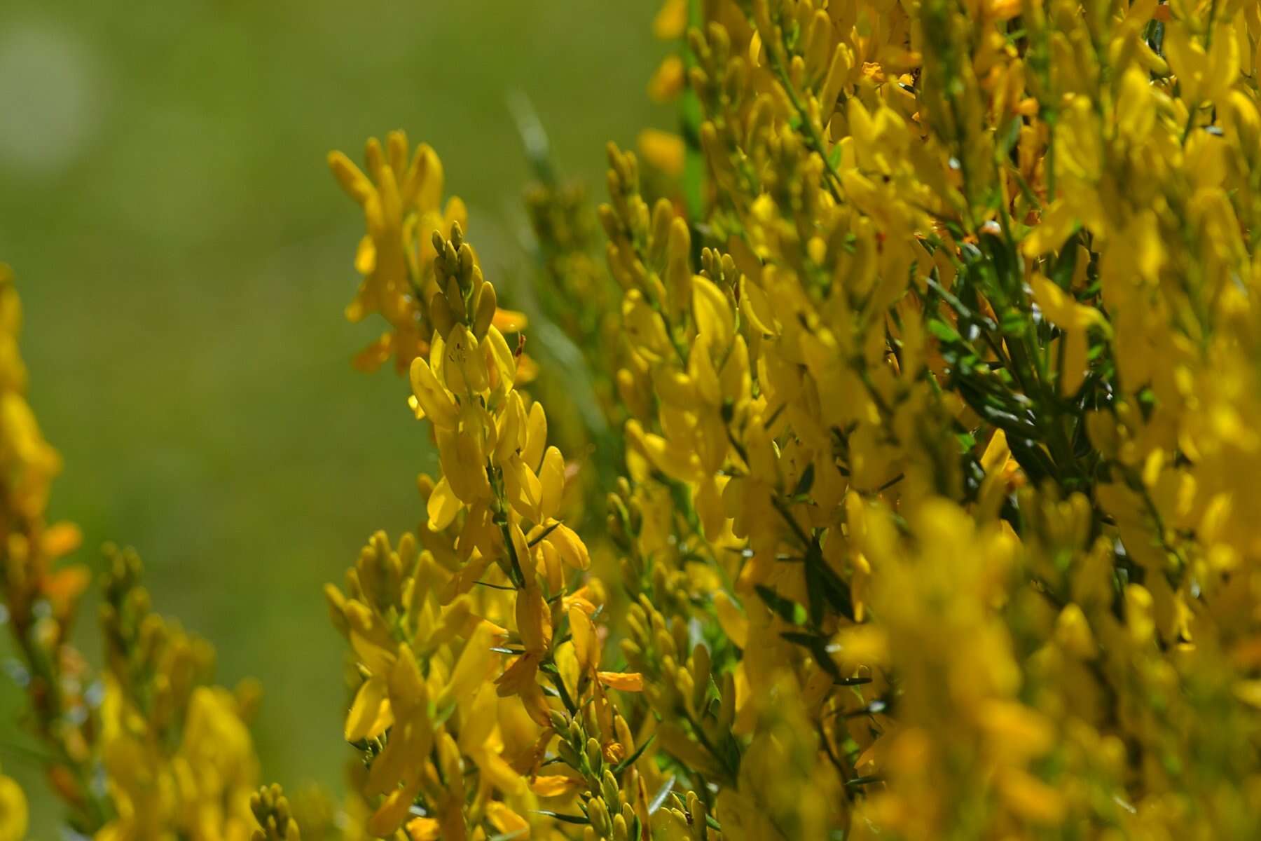 Imagem de Genista tinctoria L.