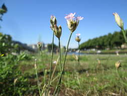 Image of Proliferous Pink