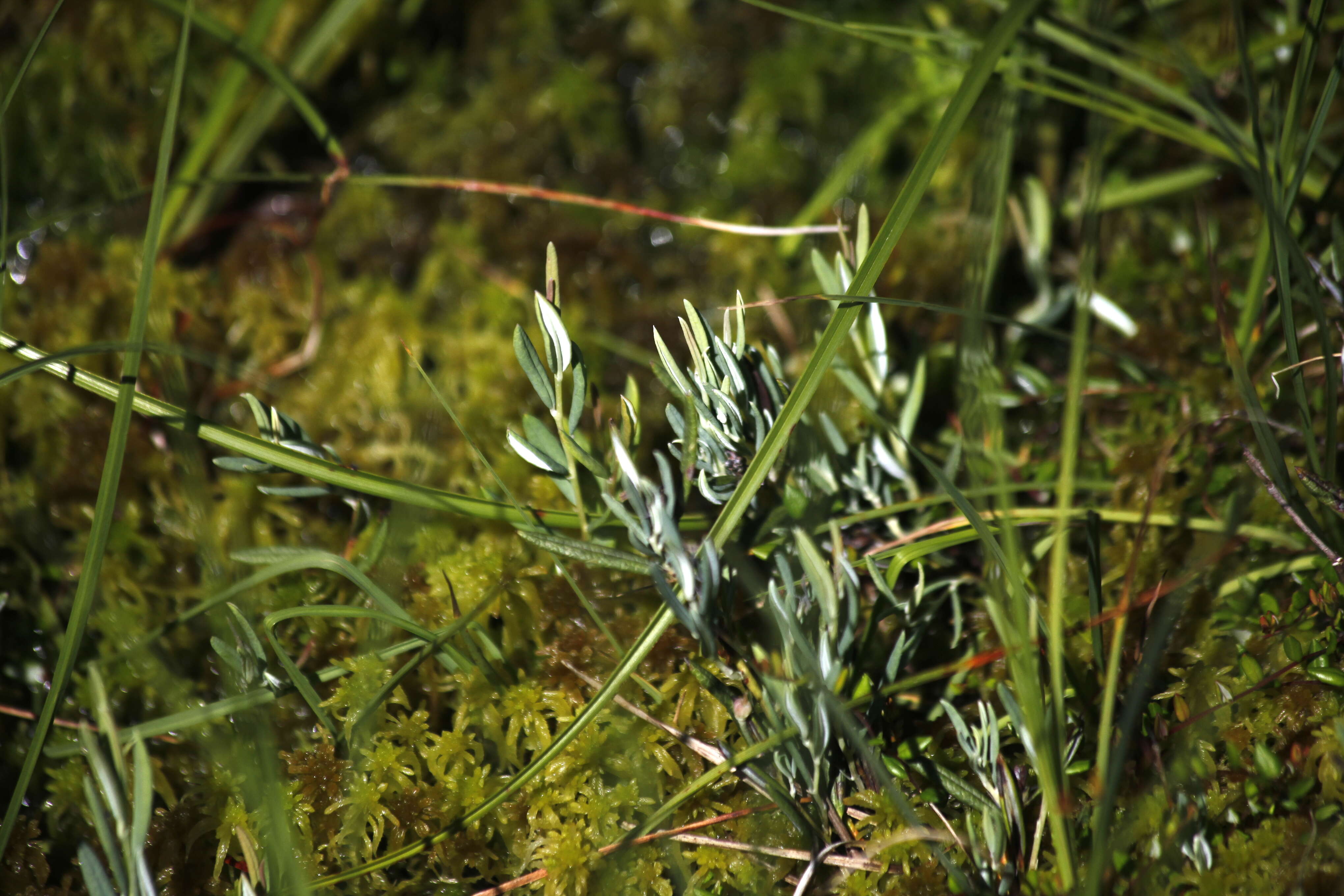 Image of bog rosemary