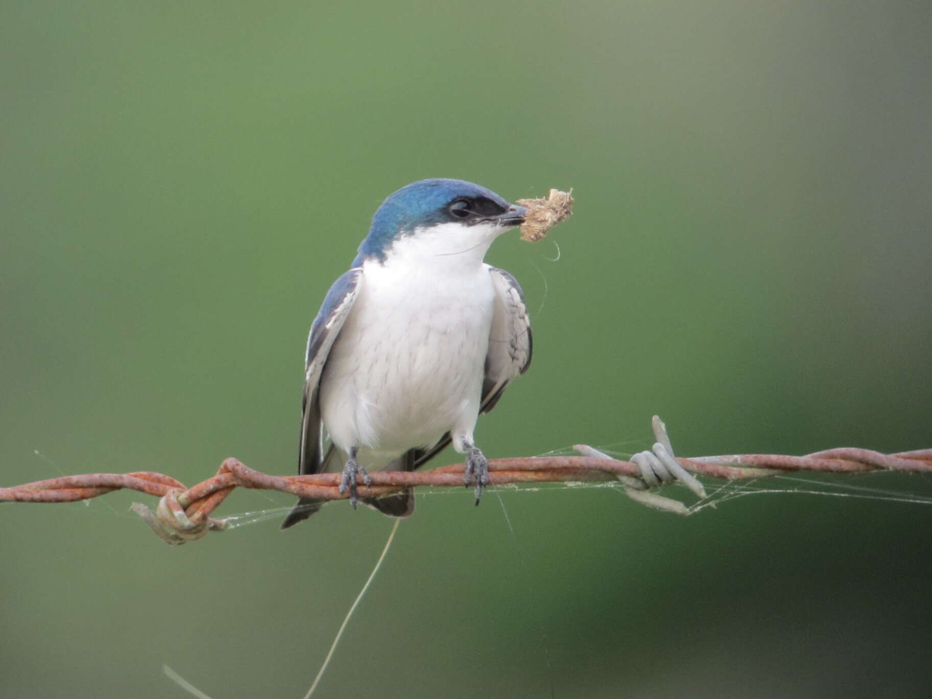 Tachycineta albiventer (Boddaert 1783)的圖片