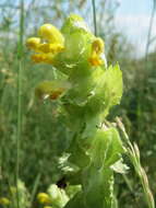 Image of European yellow rattle