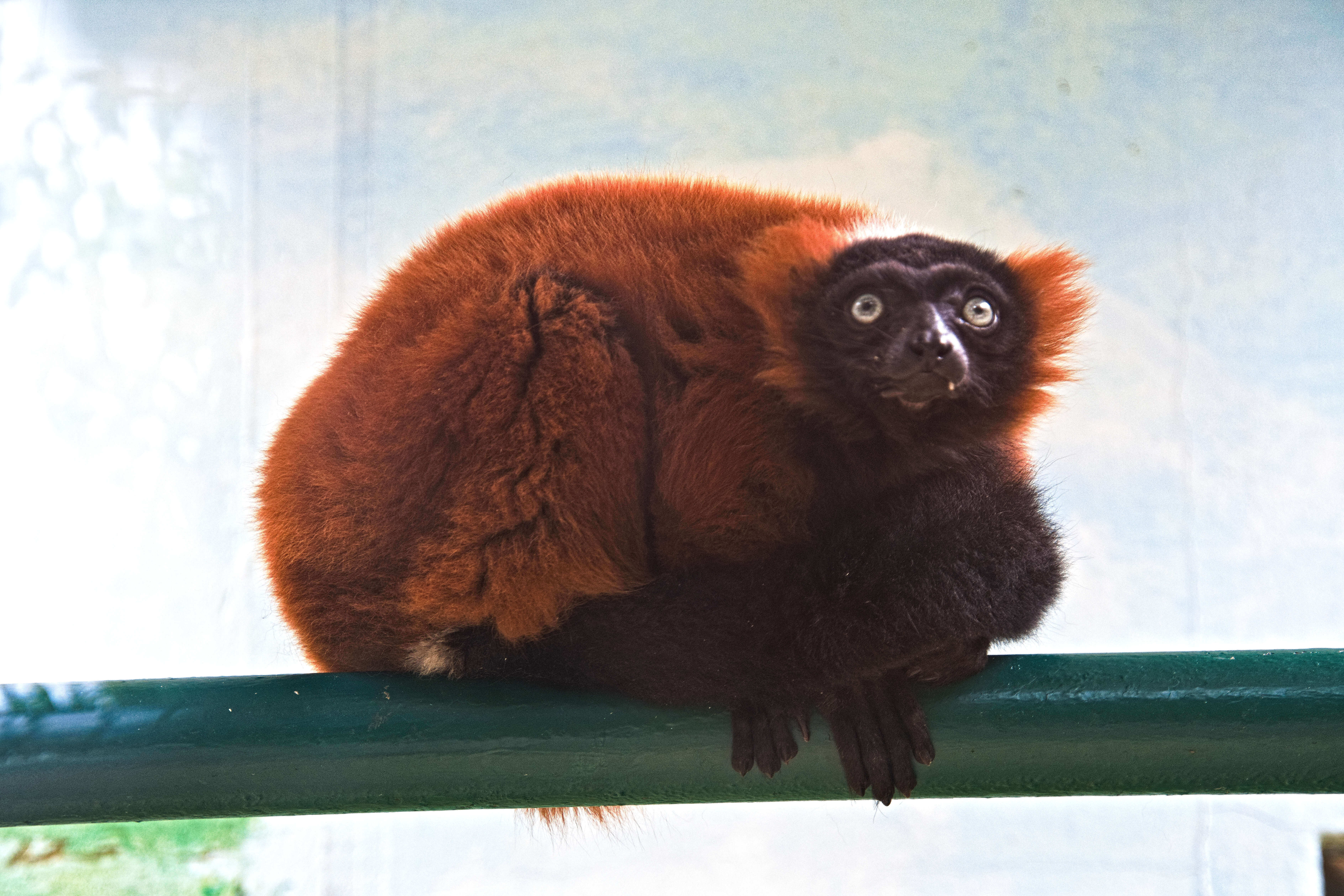 Image of Red Ruffed Lemur