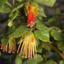 Image of Diplolaena andrewsii Ostenf.