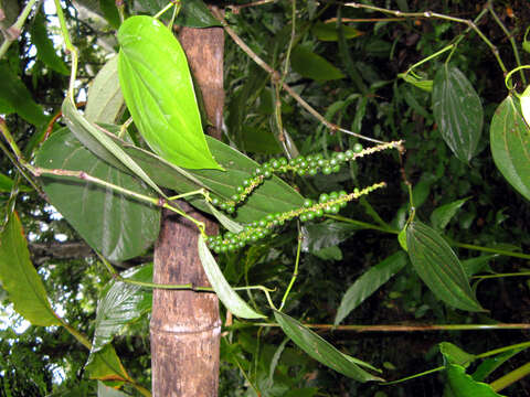 Imagem de Pimenta-preta