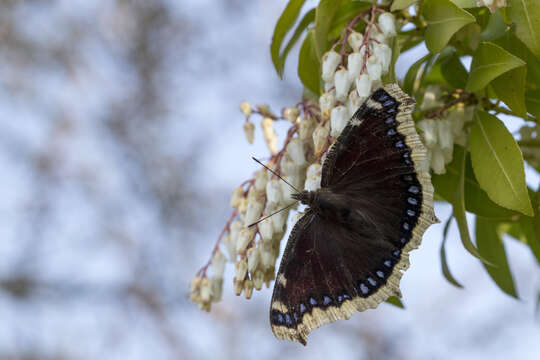 Слика од Nymphalis