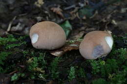 Imagem de Lycoperdon subincarnatum Peck 1872