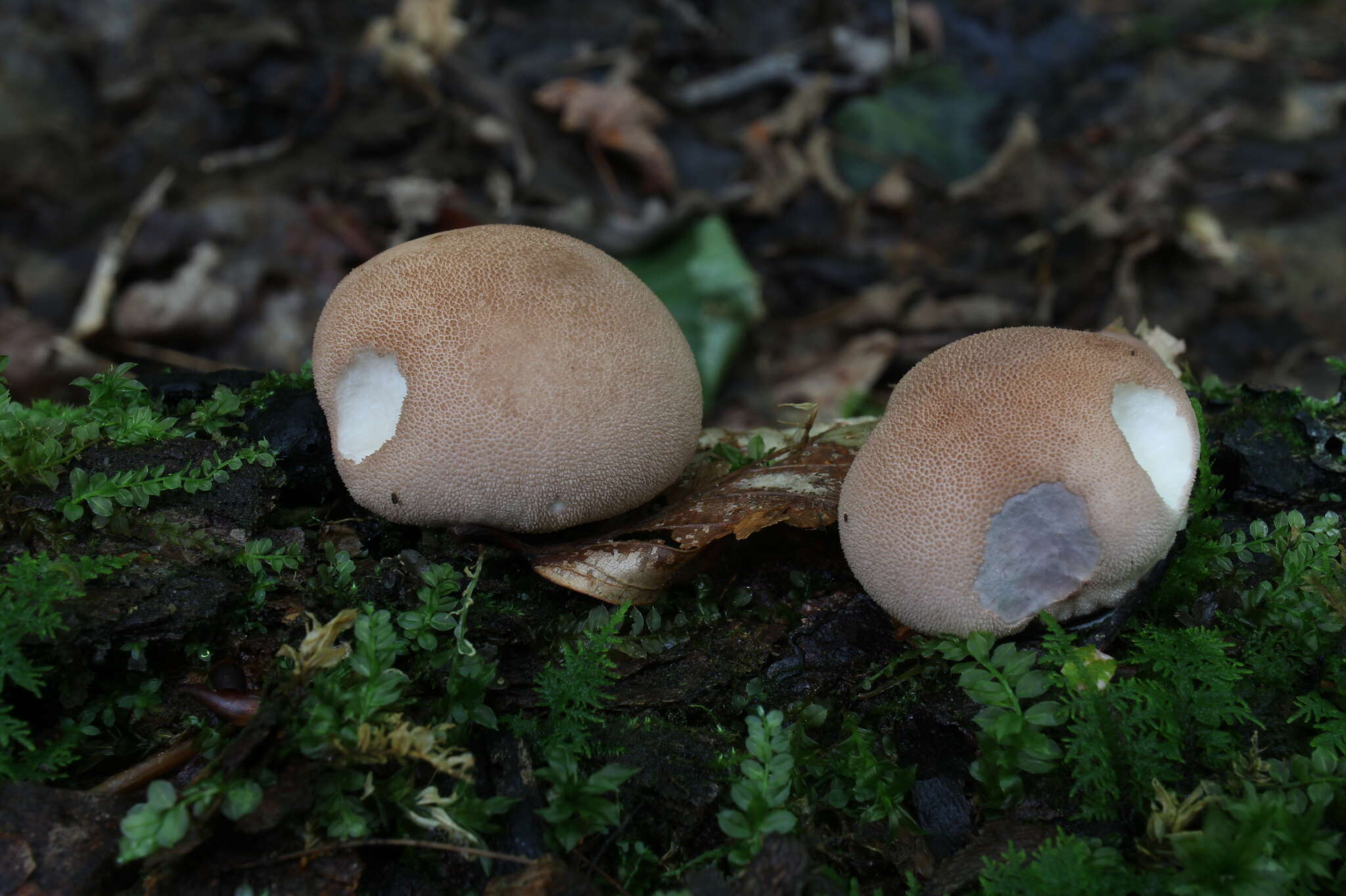 Image of Flesh-coloured Puffball