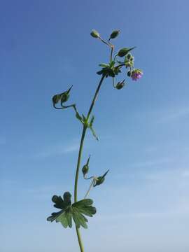 Imagem de Geranium molle L.