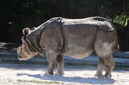 Image of Indian Rhinoceros