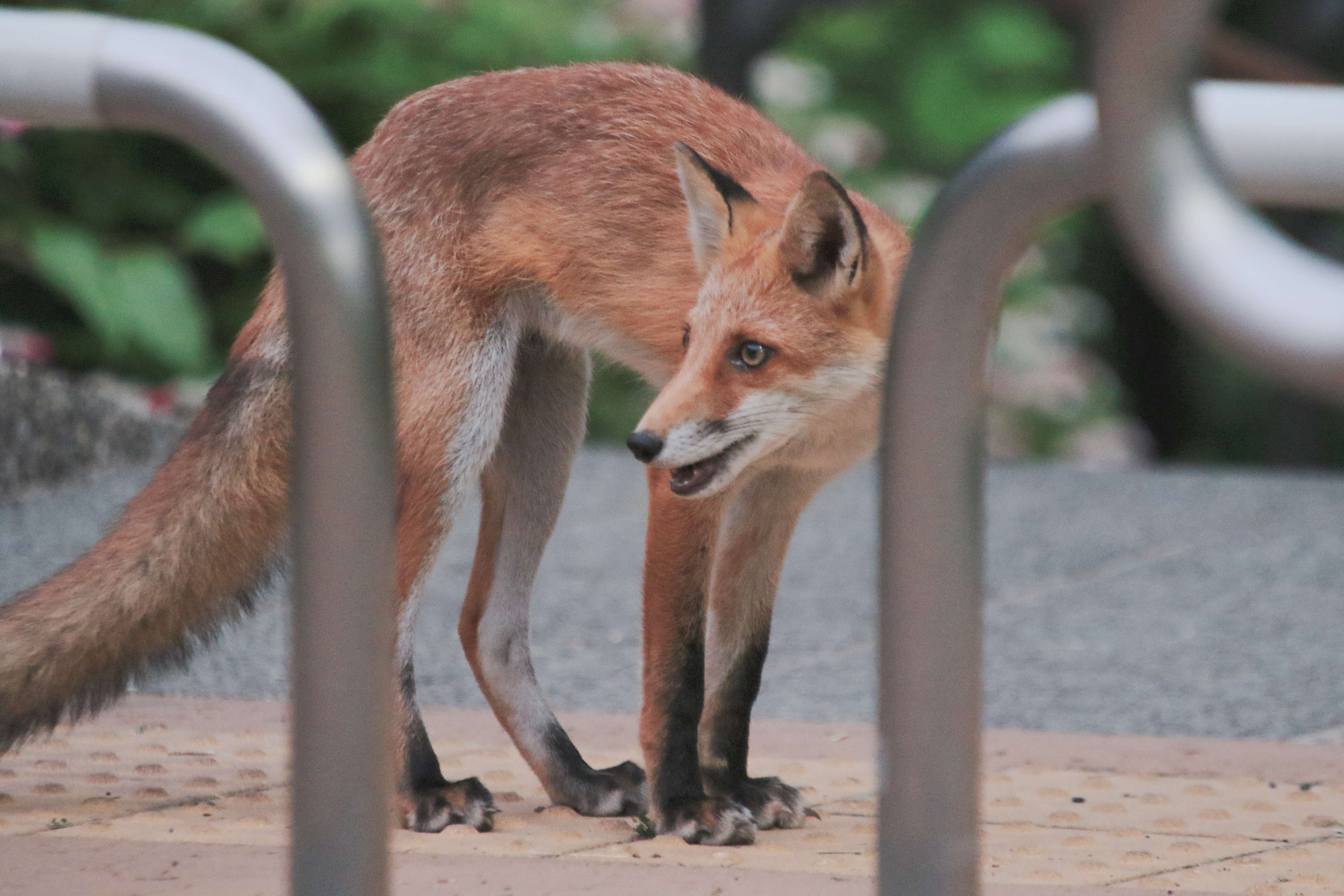 Vulpes vulpes schrencki Kishida 1924 resmi