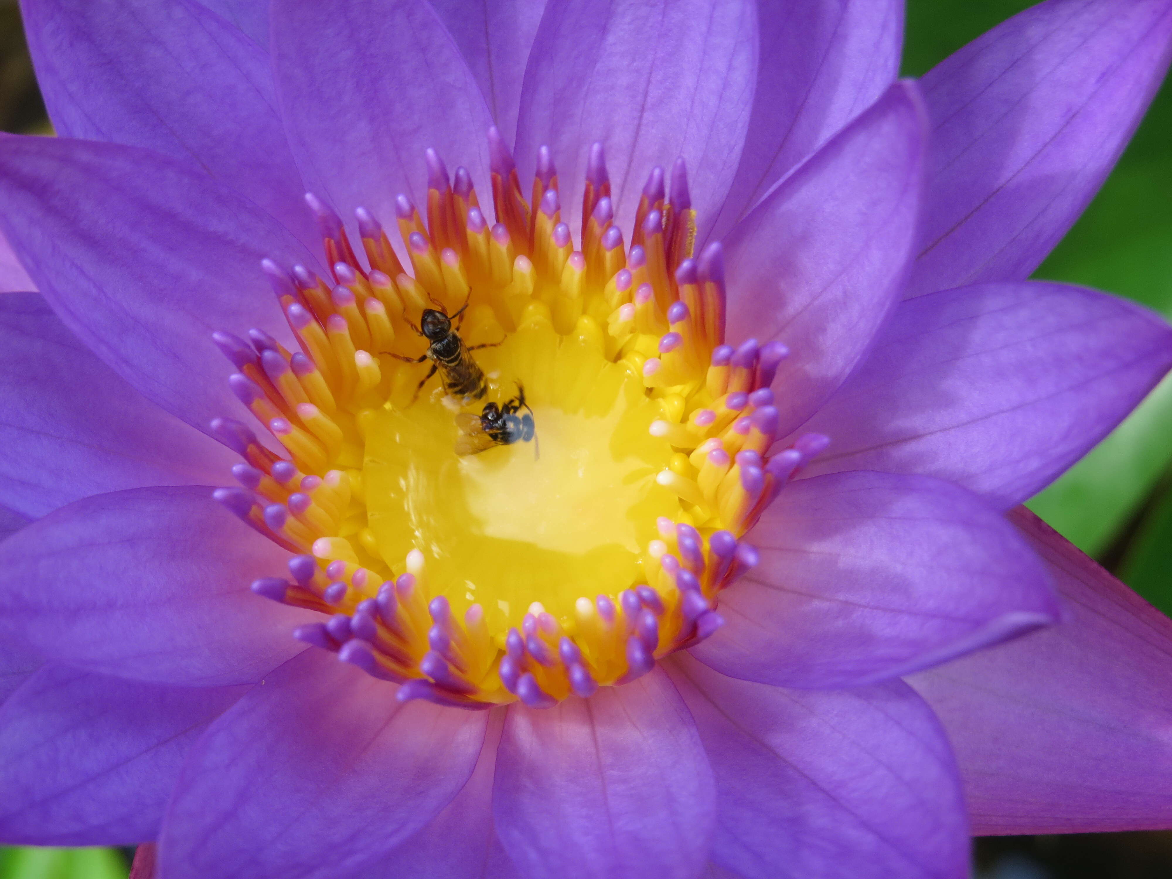 Image of blue star water-lily