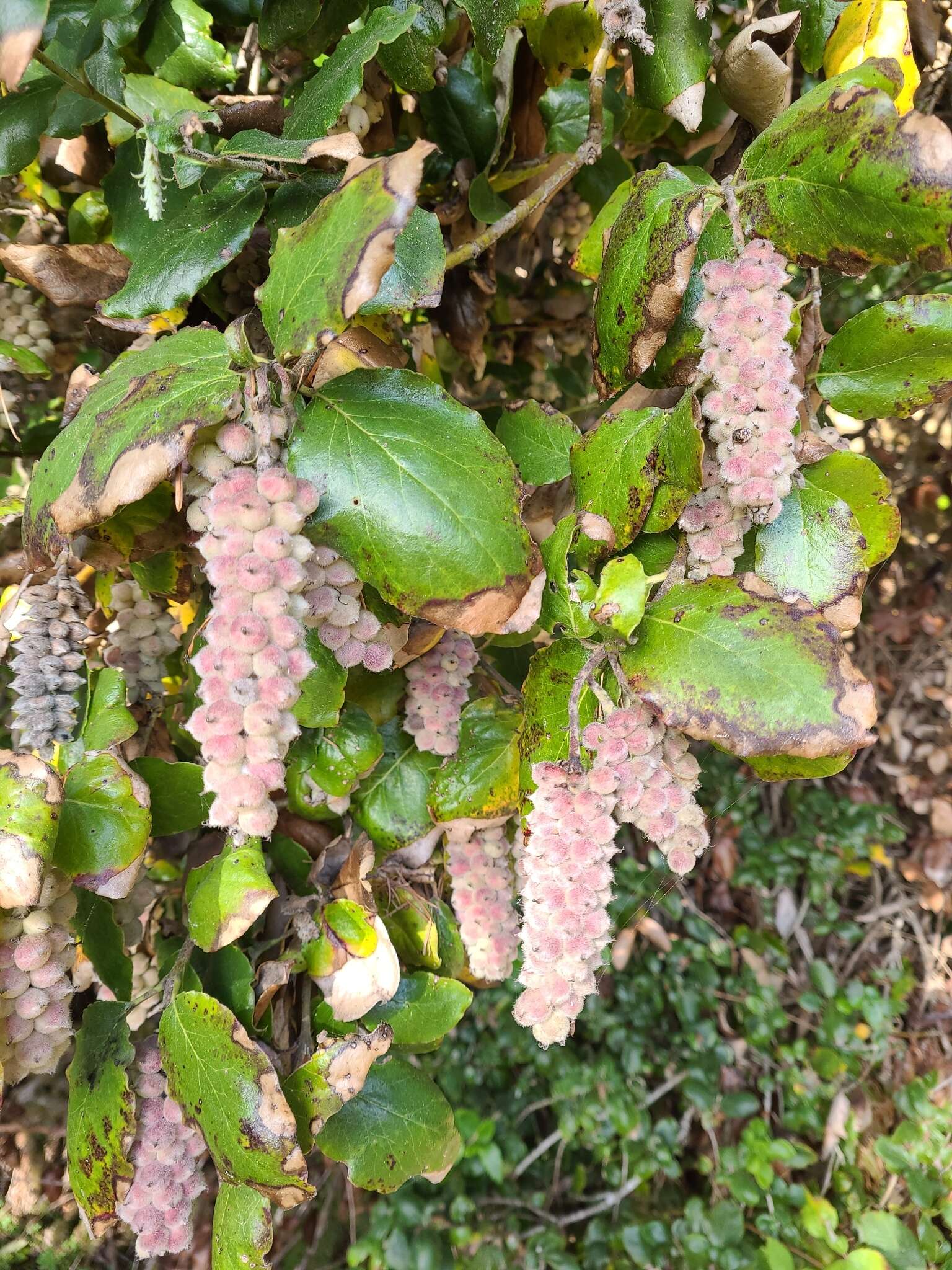 Image de Garrya elliptica Douglas ex Lindl.