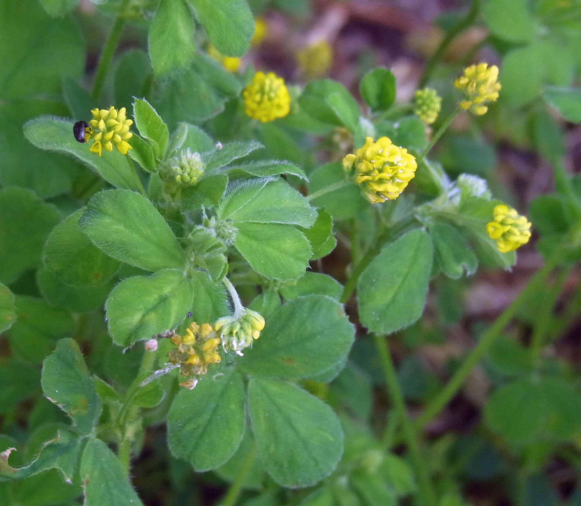 Image of black medick