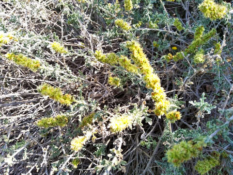 Ambrosia dumosa (A. Gray) Payne的圖片