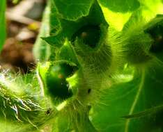 Image of black henbane