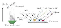 Image of Human respiratory syncytial virus