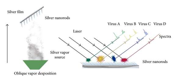 Image of Human respiratory syncytial virus